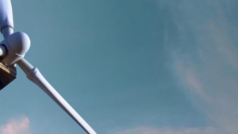 Fringilla Scezerisque